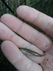 Fundulus lineolatus