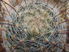 Mammillaria barbata