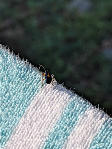 Eastern Bordered Plant Bug