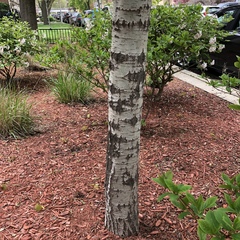 Populus tremuloides