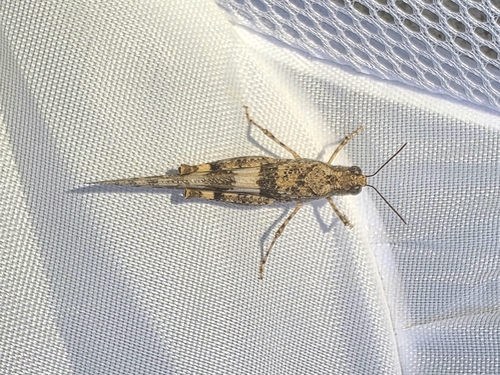 Pallid-winged Grasshopper