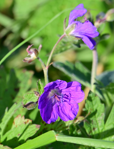 wood crane's-bill