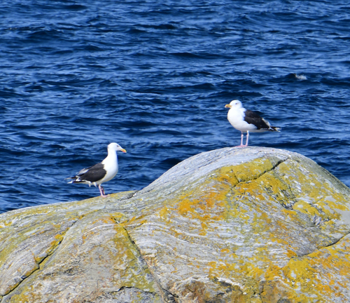 Great Black-backed Gull