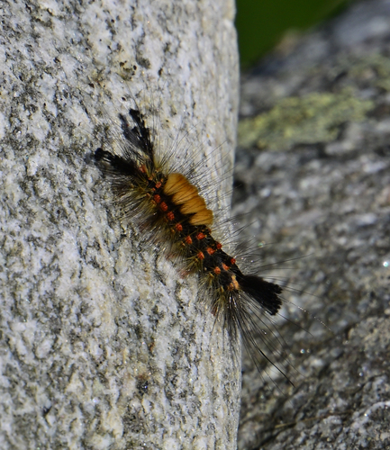 Rusty Tussock Moth
