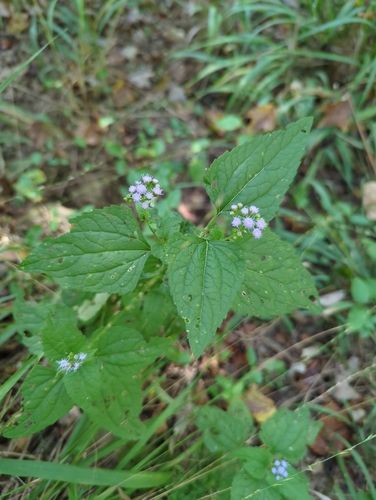 blue mistflower