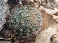 Mammillaria barbata
