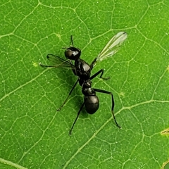 Myrmecothea myrmecoides