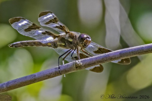 Twelve-spotted Skimmer