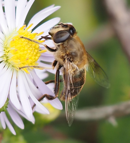 Common Drone Fly