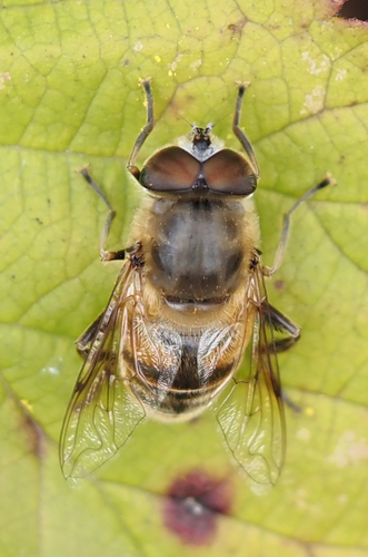 Common Drone Fly