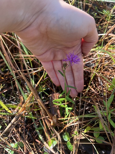 Vernonia texana, 2026-09-10