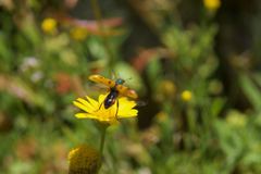 Trichodes octopunctatus