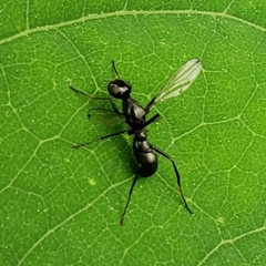 Myrmecothea myrmecoides