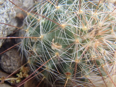 Mammillaria barbata