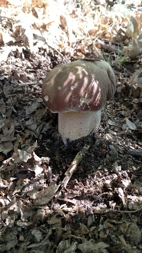 Summer Bolete