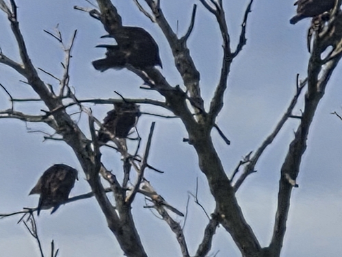 Black Vulture