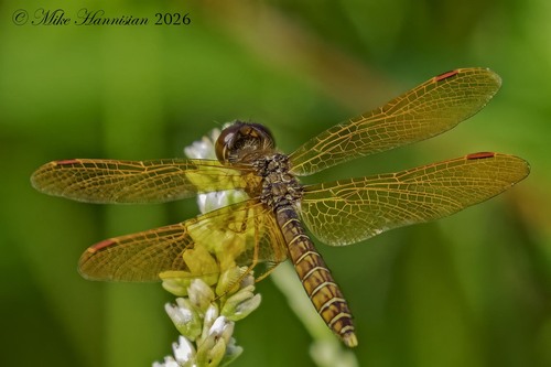 Eastern Amberwing