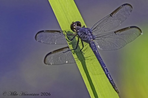 Slaty Skimmer