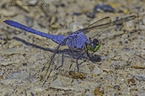 Eastern Pondhawk