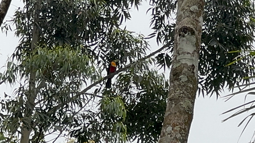 Red-breasted Toucan
