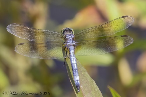Blue Dasher