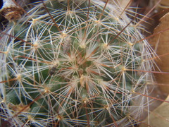 Mammillaria barbata