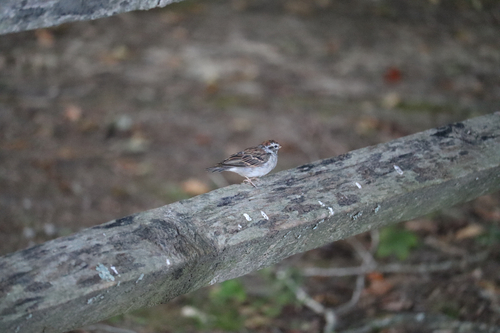 Chipping Sparrow