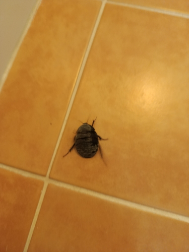 Boll’s Sandroach