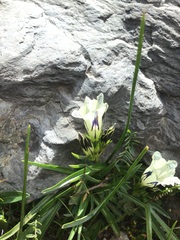 Gentiana algida, photograph (c) 王天明, some rights reserved (CC BY)