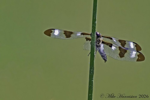 Twelve-spotted Skimmer