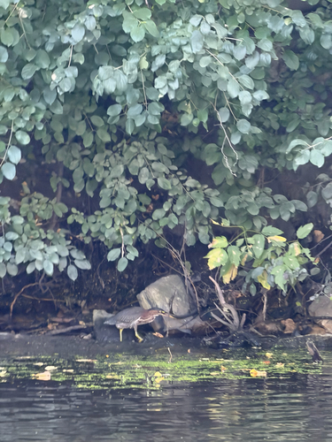 Green Heron