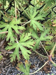 Geranium bicknellii