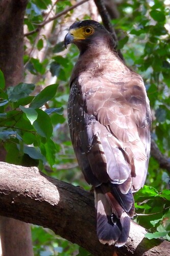 Crested Serpent-Eagle