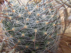 Mammillaria barbata
