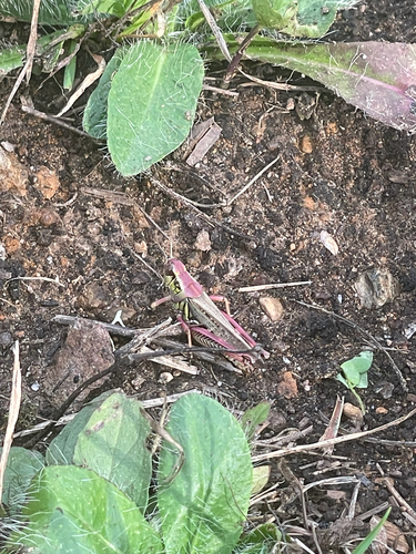 Red-legged Grasshopper
