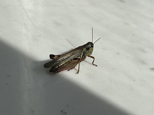 Red-legged Grasshopper