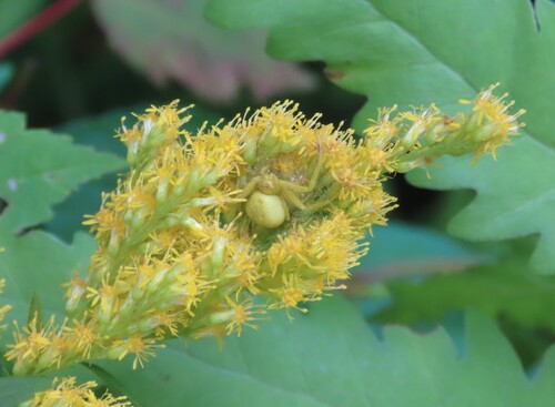 Goldenrod Crab Spider