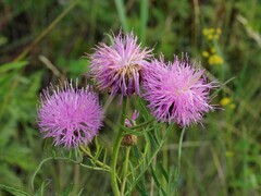 Klasea centauroides, photograph (c) Иван Пристрем, some rights reserved (CC BY)
