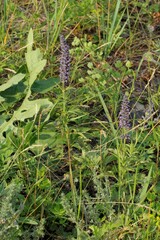 Nepeta multifida, photograph (c) Иван Пристрем, some rights reserved (CC BY)