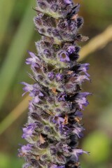 Nepeta multifida, photograph (c) Иван Пристрем, some rights reserved (CC BY)