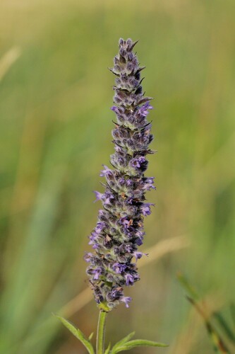 Nepeta multifida, photograph 6