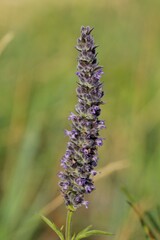 Nepeta multifida, photograph (c) Иван Пристрем, some rights reserved (CC BY)