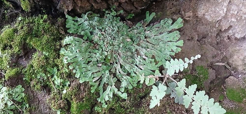 Cliff Waxwort