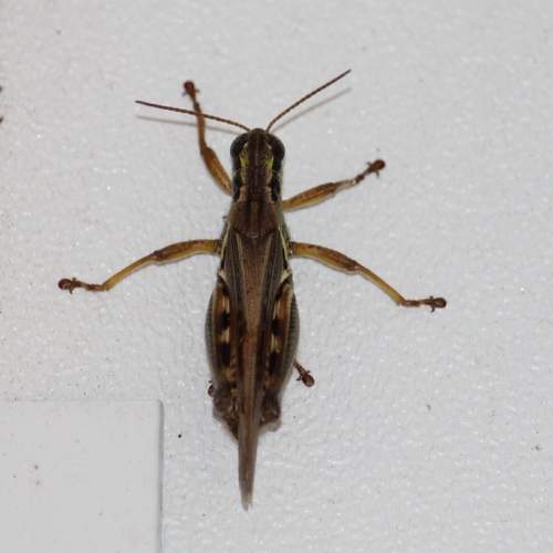 Red-legged Grasshopper