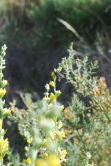 Zygaena lavandulae
