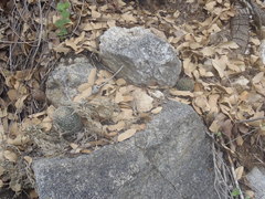 Mammillaria barbata