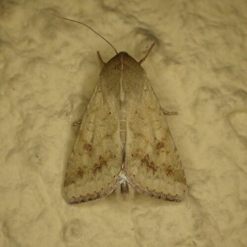 Corn Earworm Moth