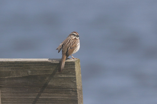Song Sparrow