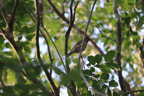 House Finch