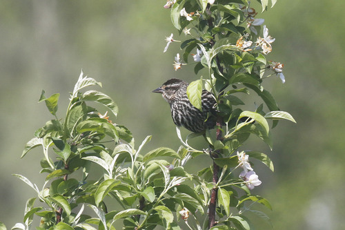 Red-winged Blackbird